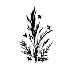 Isolated Black Silhouette of Wild Meadow Grasses, Herbs and Flowers. Realistic Botanical PNG Illustration for Your Design