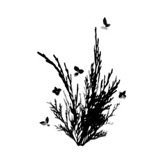 Isolated Botanical Silhouette of Wild Meadow Grasses, Herbs and Flowers. Realistic PNG Illustration for Your Design