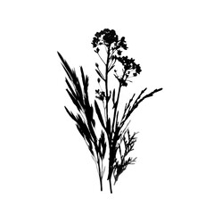 Isolated Silhouette of Wild Meadow Herbs, Grasses and Flowers. Realistic PNG Illustration for Your Design