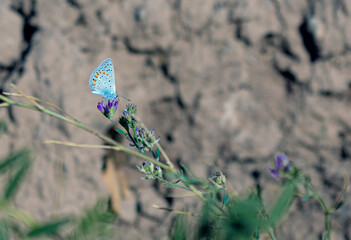 butterfly on a grass