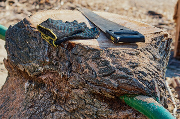 The saw and gloves lie on a sawn-off tree stump, showered with sawdust. The metal pipe of the playground fence has grown into an old tree. Sunny day. Selective focus - obrazy, fototapety, plakaty