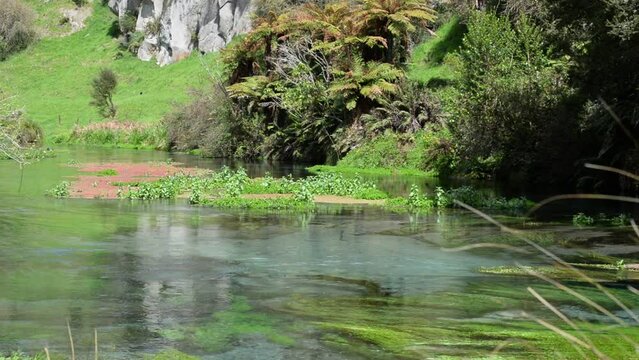 Algae and water lilies growing inside the clear waters of Putaruru blue spring.