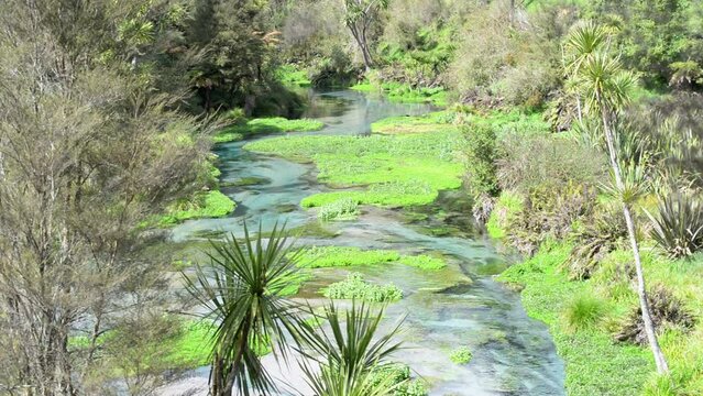 Handheld shot of crystal clear blue springs within lush nature on New Zealand's volcanic north Island