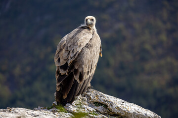 Portrait of a griffon vulture on the edge of a cliff in Drôme provençale