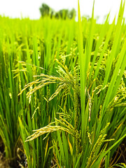 green rice crop in the field