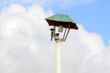 birds on the street lamp against blue sky