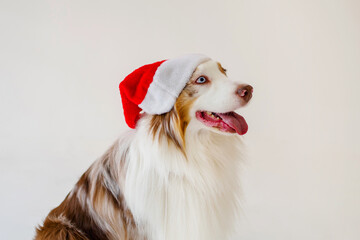 Australian Shepherd Dog, Aussie, head portrait with Santa hat cap brown red merle. copy space, banner. - obrazy, fototapety, plakaty
