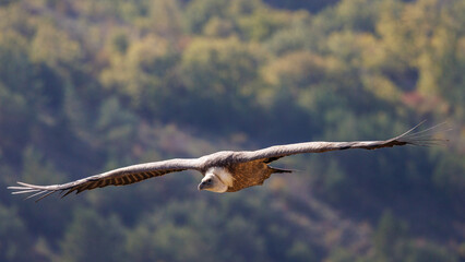 Griffon vulture in flight in the mountains of the Drôme, France