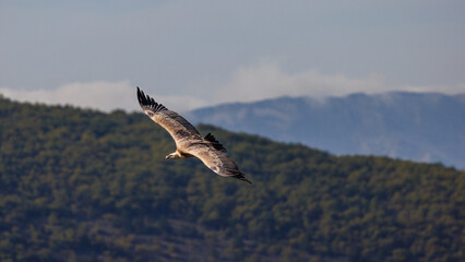 Griffon vulture in flight in the mountains of the Drôme, France