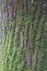 Moss on tree trunk