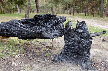 A burnt tree from a lightning strike. Tree trunk in the forest after a fire destroys. Selective focus