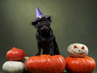 black dog on grenn background. Pug with Halloween decorations