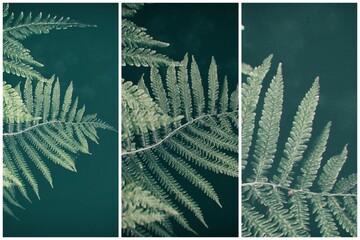 original green fern leaves on a dark background in the forest on a summer day