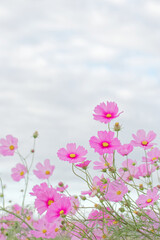 Obraz na płótnie Canvas pink cosmos flowers field