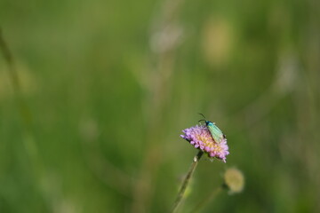 Field scabious flower and the forester moth, purple wildflower with a tiny metallic green moth