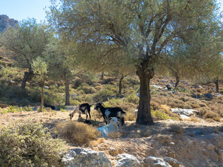 Herd of goats grazing in rocky area of Rhodes Island. Domestic goats of Greece,  for milk production.