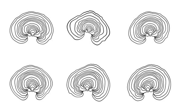 A set of contour drawings Lacquered Tinder mushroom, or lacquered Ganoderma (also possible names Lingzhi or Reishi (Ganoderma lucidum)