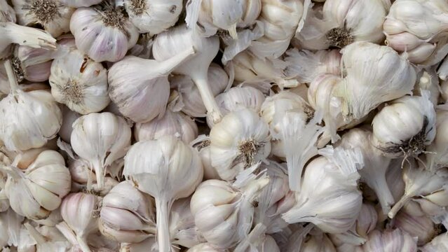 fresh organic garlic from farm close up from different angle