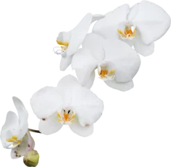 Fotobehang orchid flower © nuruddean