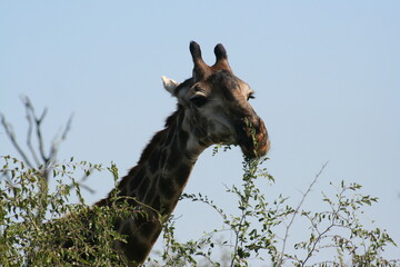 Giraffe