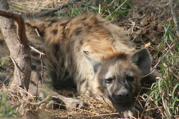 Hyena