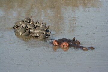 Hippo and turtles