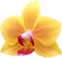Foto op Canvas orchid flower © nuruddean
