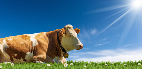 Close-up of a brown and white dairy cow with cowbell on a green pasture (green grass and daisies) against a clear blue sky with clouds, sunbeams and copy space. © Alberto Masnovo