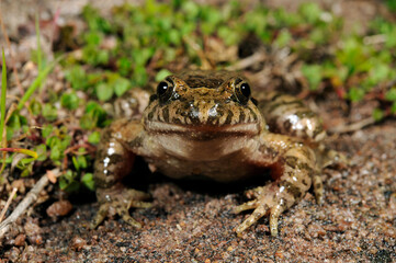 Tyrrhenian painted frog // Sardischer Scheibenzüngler (Discoglossus sardus) - Sardinia, Italy