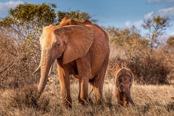 An elephant mother with her child in the Tsavo National Park, Kenya