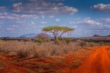 The landscape of the Tsavo East National Park, Kenya - 541637632