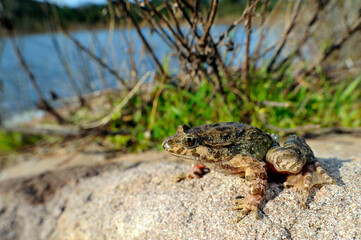 Discoglosso sardo // Discoglosse sarde // Tyrrhenian painted frog // Sardischer Scheibenzüngler...