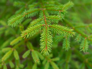 Christmas Background with beautiful green pine tree brunch close up. Copy space. Close up of fir tree branches as background. Shallow focus.