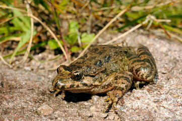 Discoglosso sardo // Discoglosse sarde // Tyrrhenian painted frog // Sardischer Scheibenzüngler (Discoglossus sardus)