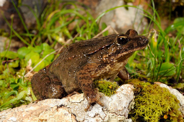 Tyrrhenian painted frog // Sardischer Scheibenzüngler (Discoglossus sardus) - Sardinia, Italy