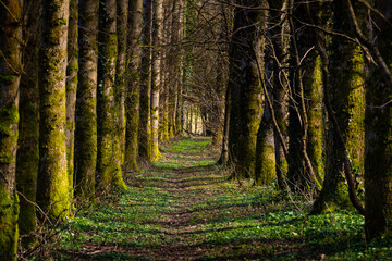 Chemin dans la forêt