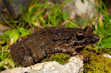 Sardischer Scheibenzüngler // Tyrrhenian painted frog (Discoglossus sardus) - Sardinien, Italien