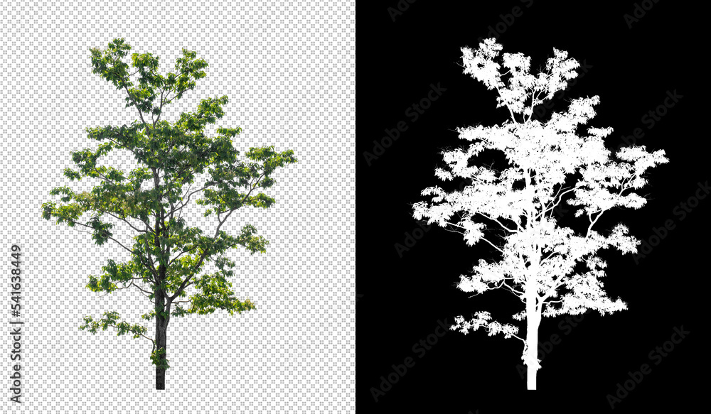 Poster tree on transparent picture background with clipping path, single tree with clipping path and alpha 
