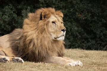 Fototapeta na wymiar portrait d'un lion en gros plan 