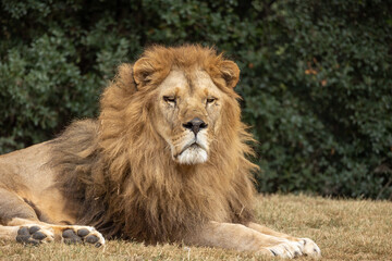 portrait d'un lion en gros plan	