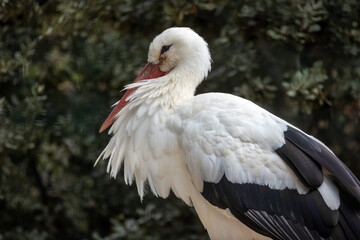 portrait d'une cigogne blanche en gros plan