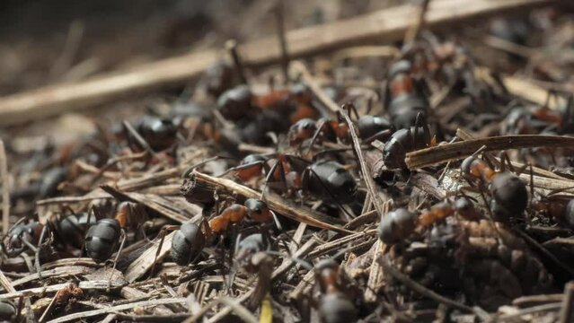 The work and life of ants in an anthill