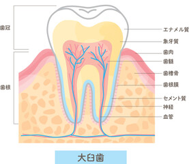歯の構造と名称/断面図のベクターイラスト素材