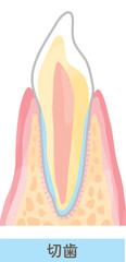 歯の構造/断面図のベクターイラスト素材