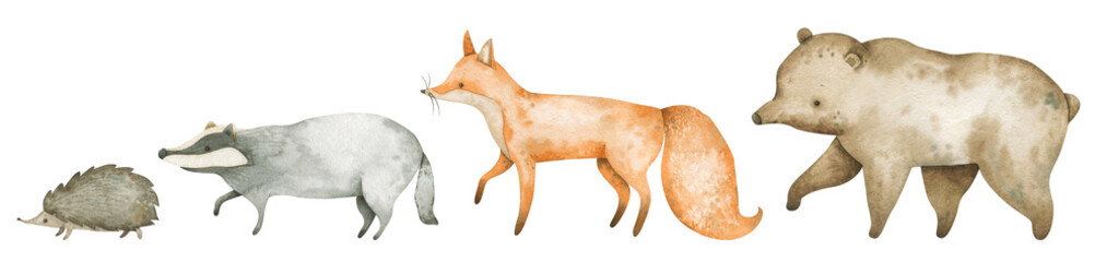 Watercolor set with woodland animals. Vintage hedgehog, badger, fox, bear for creative design