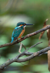 A Common Kingfisher (alcedo atthis) perched on a branch waiting for the moment to catch a fish.