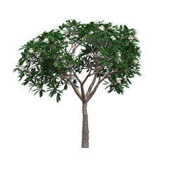 Obraz premium deciduous tree, isolate on a transparent background, 3d illustration