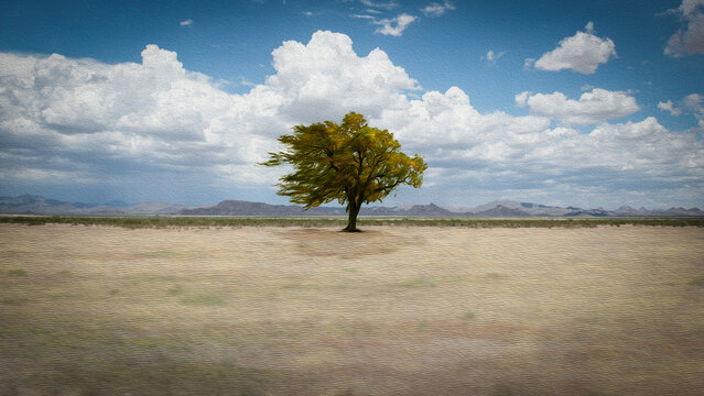 Lone tree in desert landscape in summer, New Hope, Arizona, USA