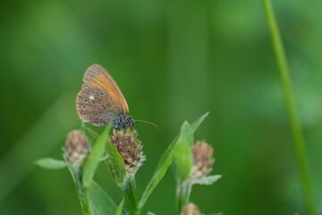 Chestnut heath butterfly close up on a flower in nature,
