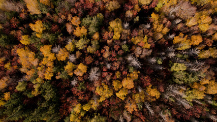 jesienny las z drona  - obrazy, fototapety, plakaty